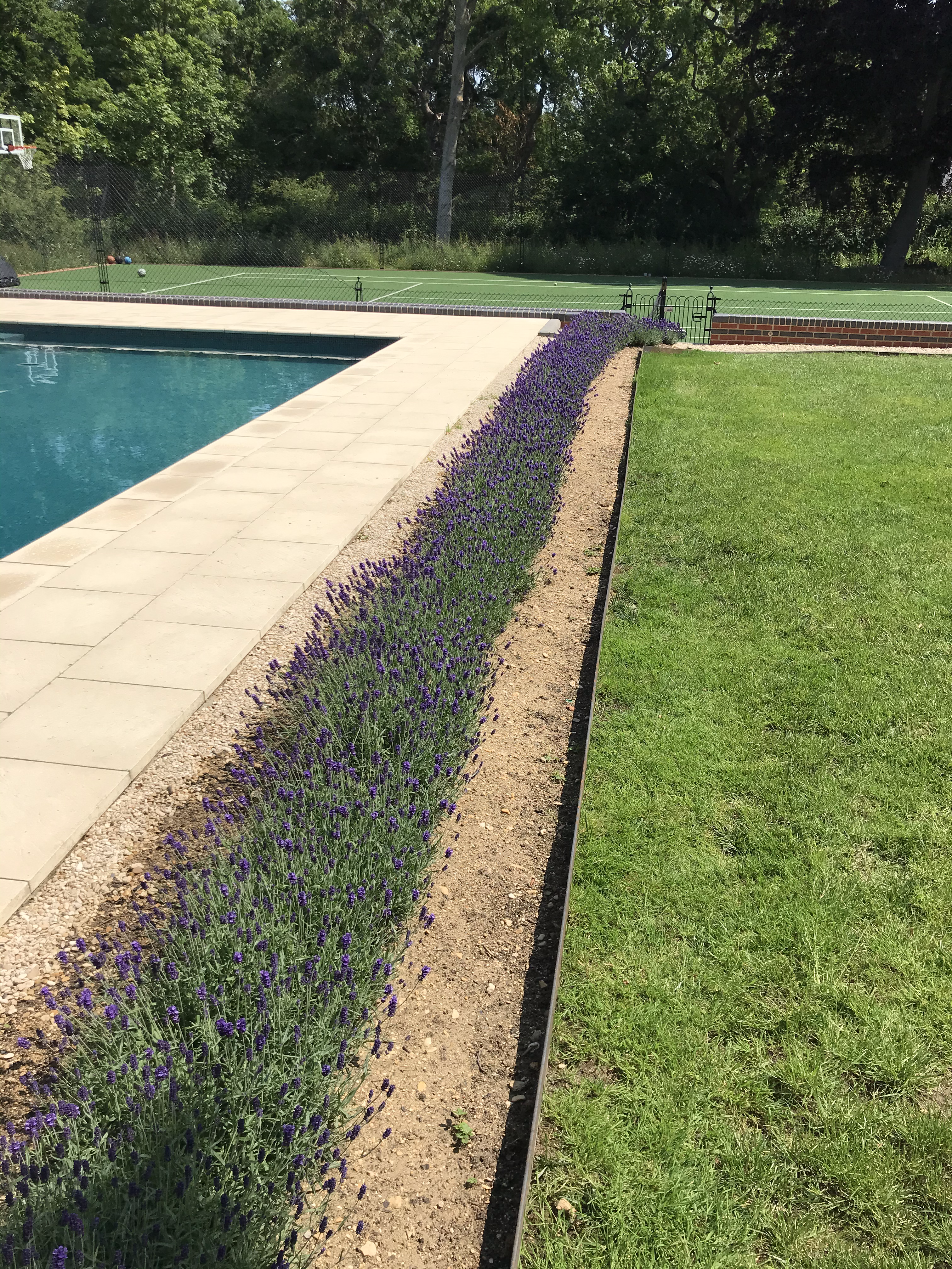 new-lavender-planting-by-pool