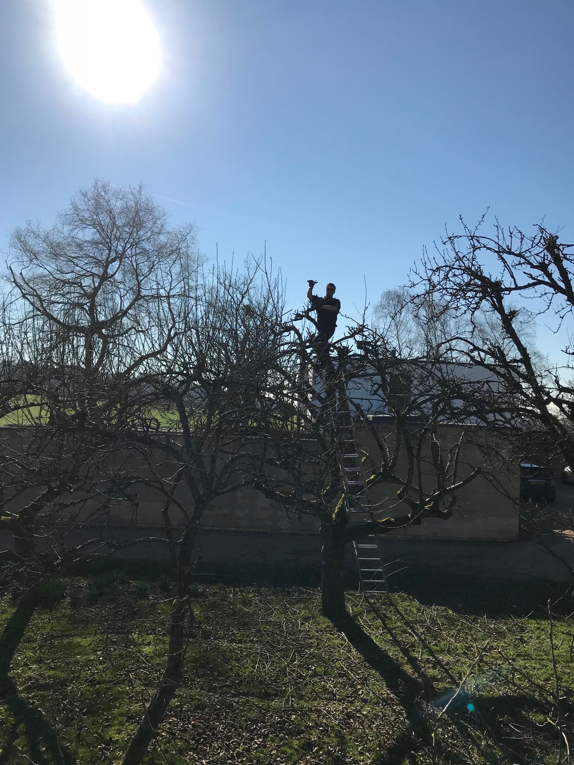 orchard-pruning