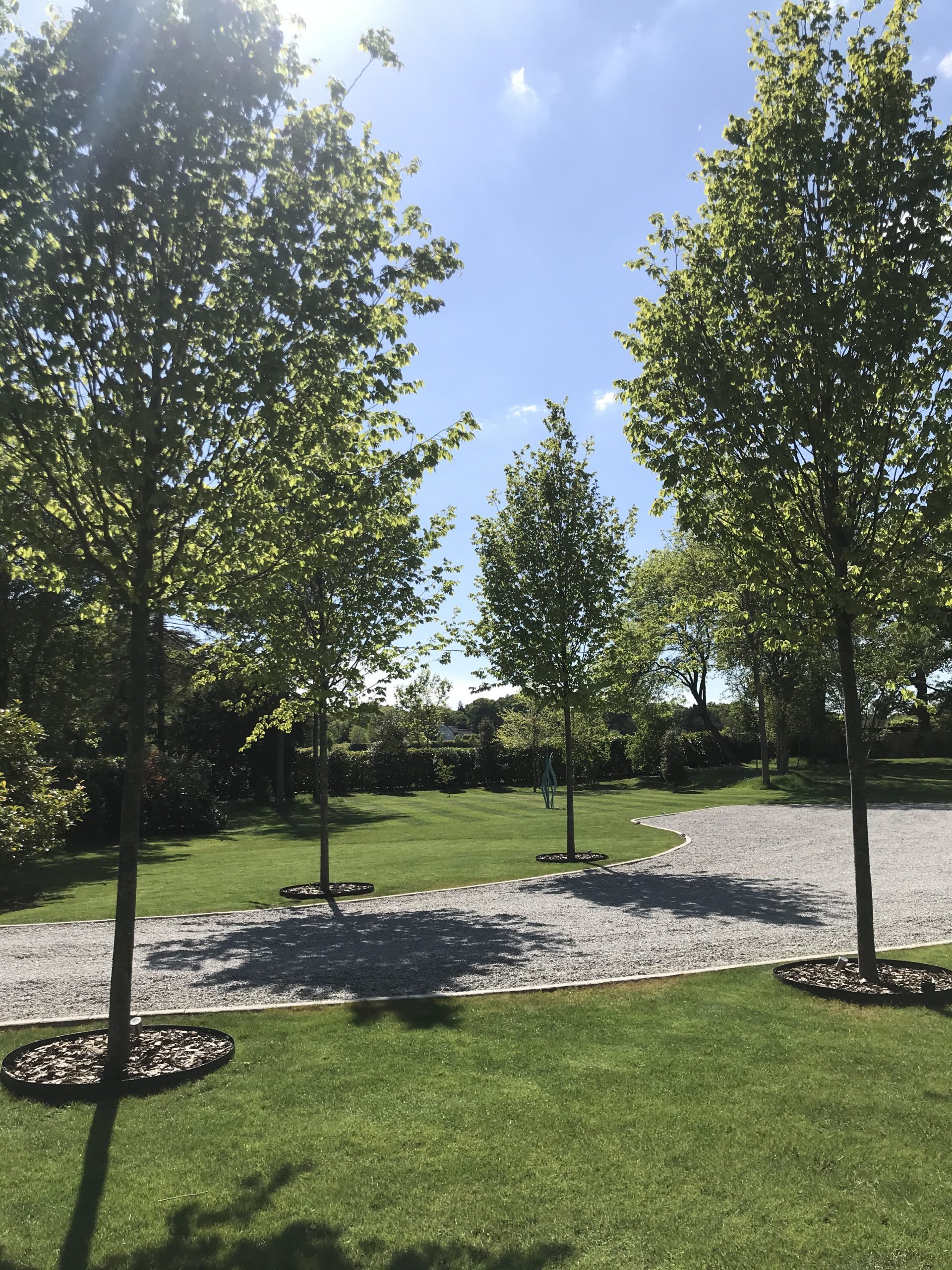 trees-with-sunny-driveway