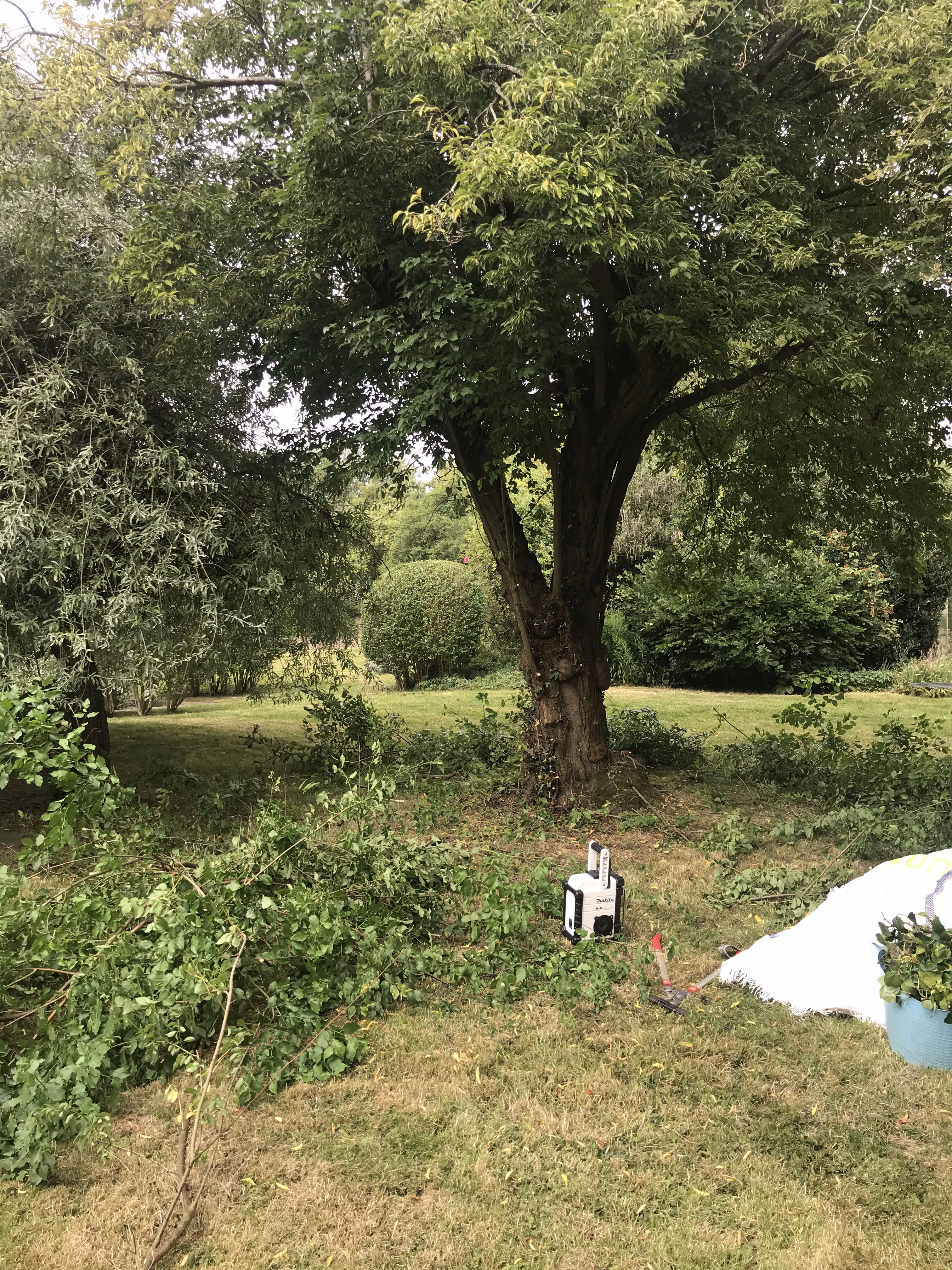 undergrowth-and-tree-pruning